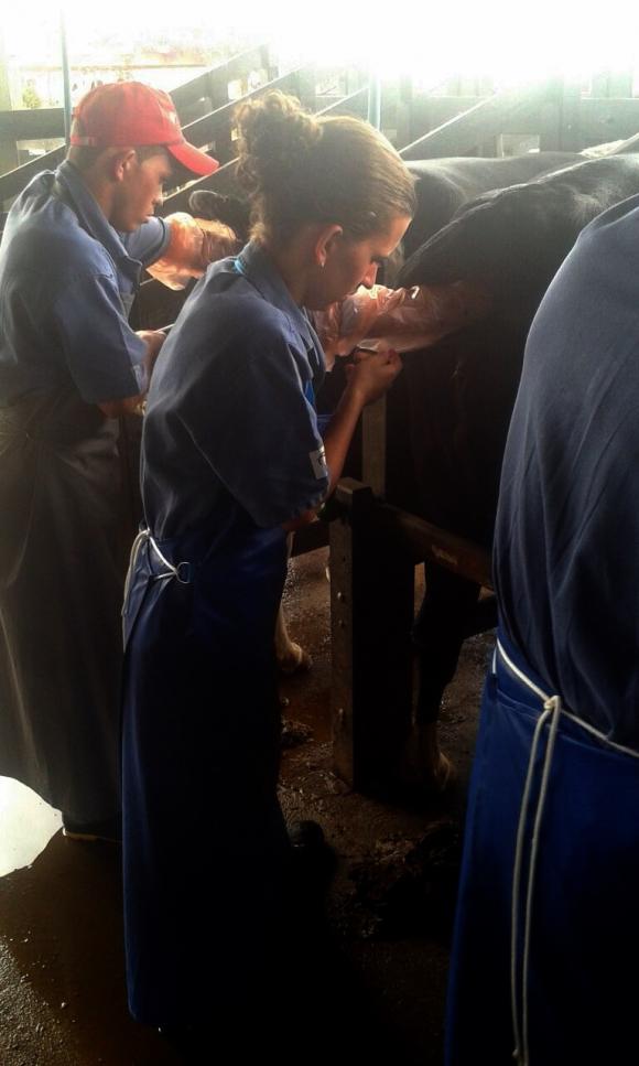 AGRICULTURA: Equipe é enviada para treinamento de inseminação artificial.