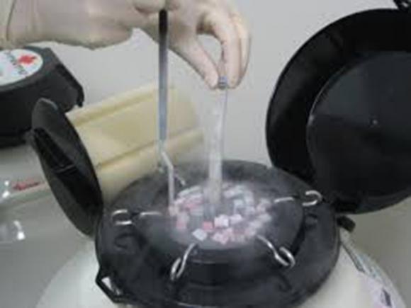 Prefeitura de Queimadas implanta Banco de Sêmen Bovino e realiza ciclo de palestras sobre Melhoramento Genético 