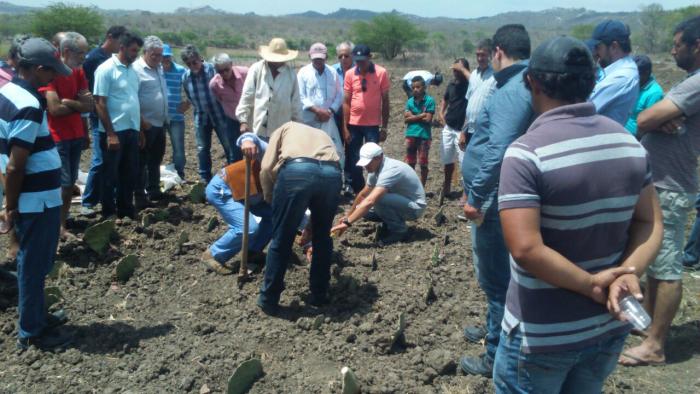 Secretaria de Agricultura de Queimadas promove palestra e inaugura Banco Municipal de Palma Forrageira Resistente