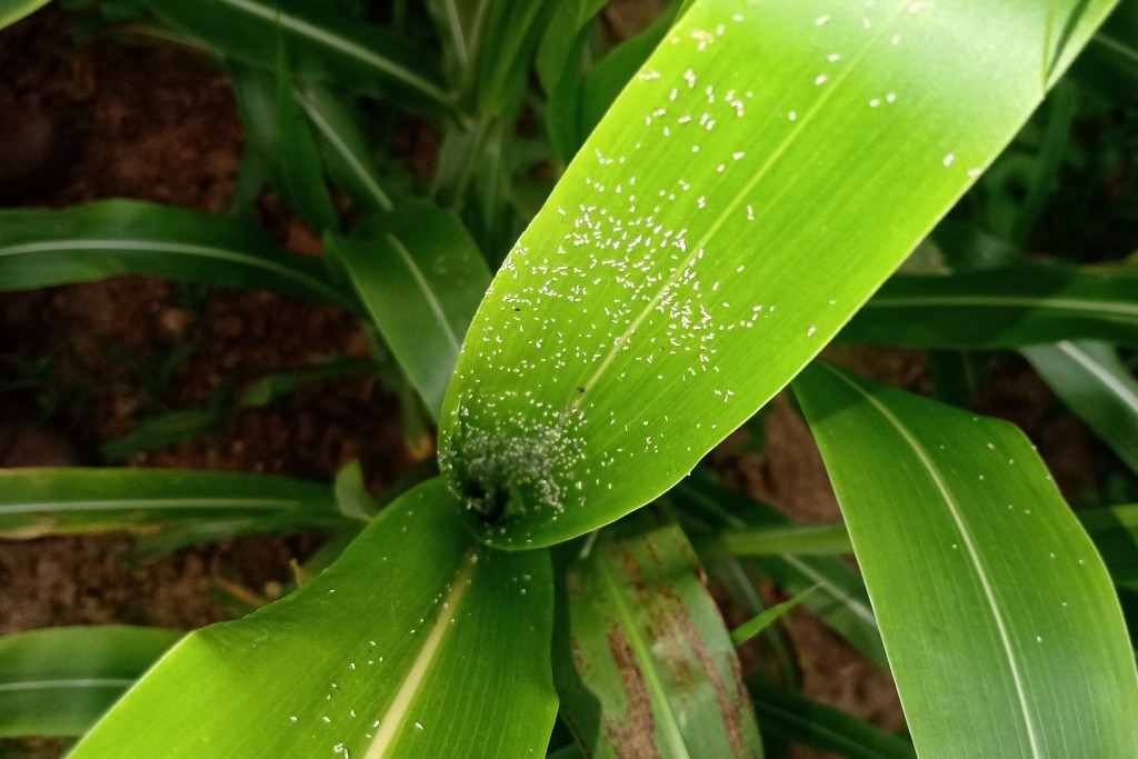 SEAME alerta sobre praga identificada em plantações de Queimadas-PB