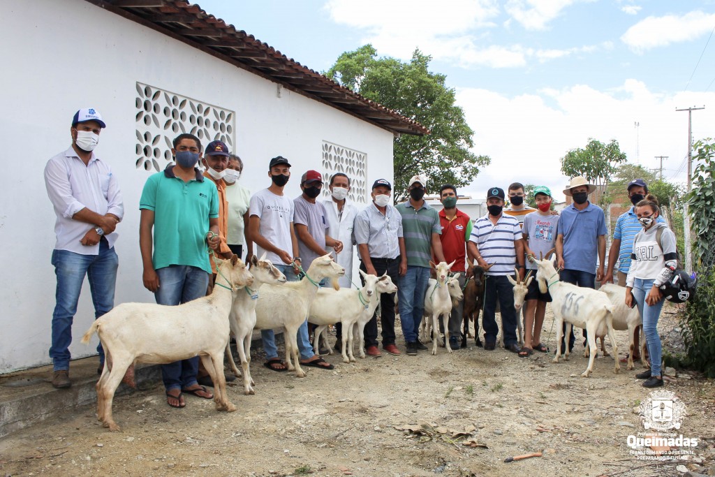 Prefeitura de Queimadas realiza 2ª etapa de entrega das cabras para produtores do Programa Leite de Cabra